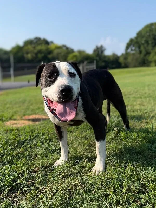 An adult medium-sized male Black American Staffordshire Terrier dog named Billy Bob for adoption in Maryville, TN