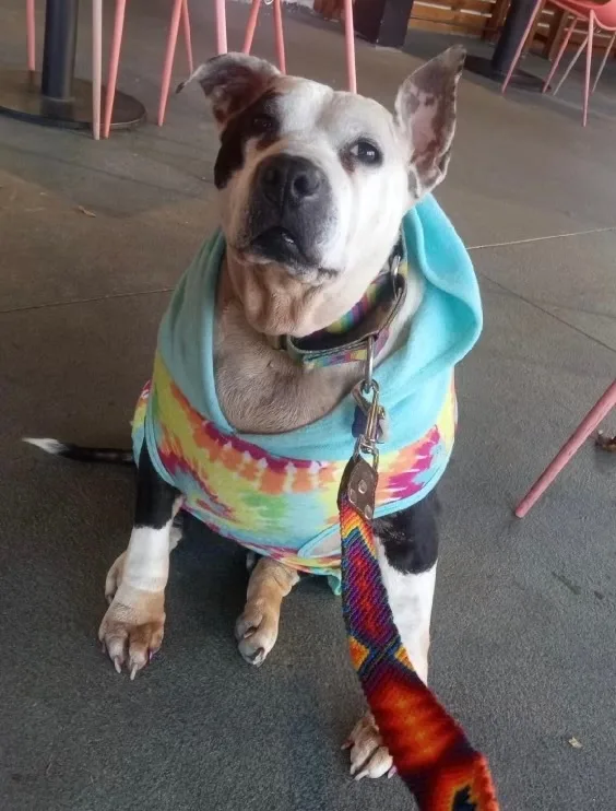 Sassy Panda thumbnail 2