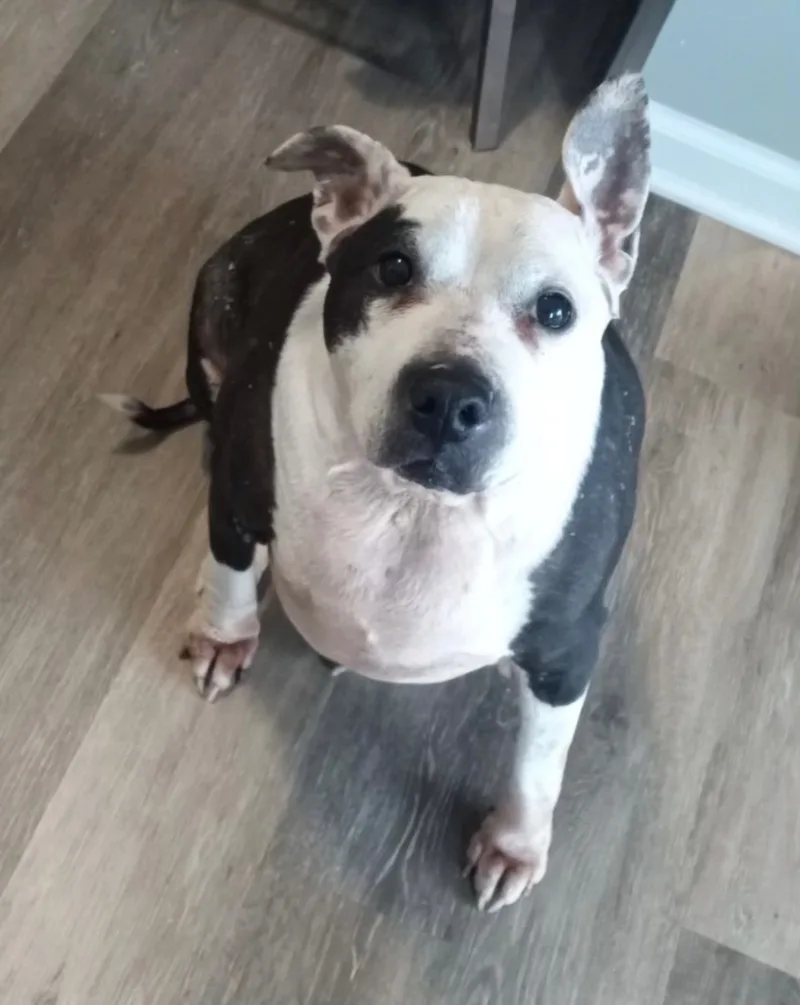 Sassy Panda thumbnail 3