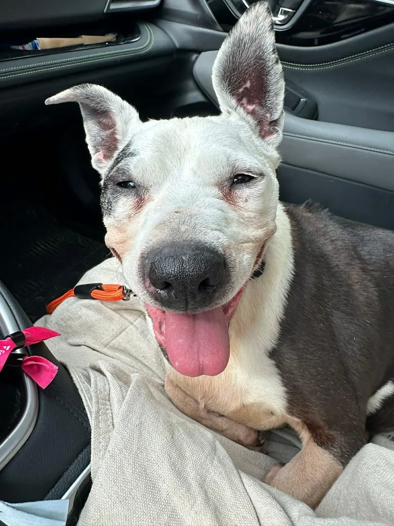 Sassy Panda thumbnail 4