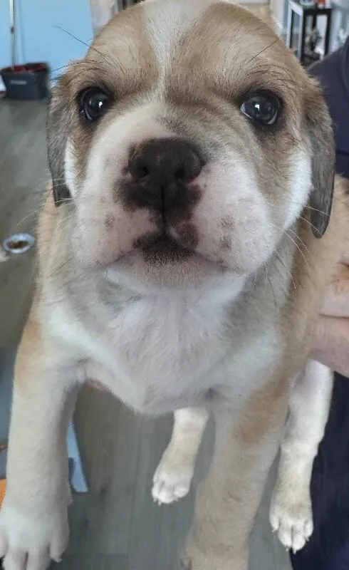 A baby medium-sized male Pug dog named Pumpkin for adoption in Windsor, CO