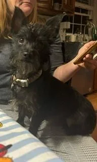 An adult small-sized female Black Terrier dog named Dorthy for adoption in Columbus, OH