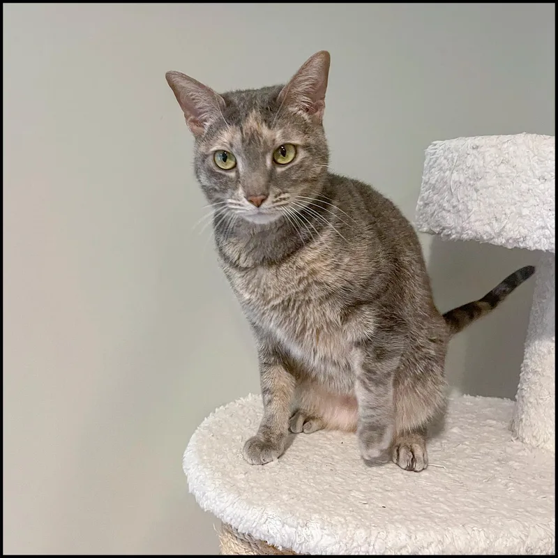 An adult medium-sized female Buff / Tan / Fawn Domestic Short Hair cat named Angel for adoption in Roswell, GA