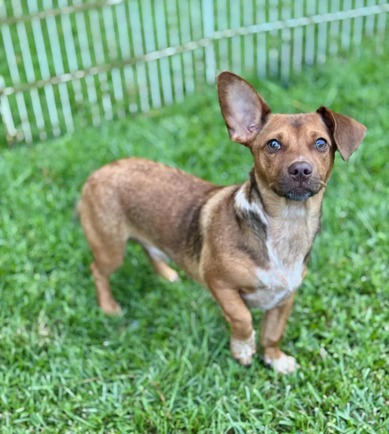 A baby small-sized male Red / Chestnut / Orange Miniature Dachshund dog named Buck for adoption in Lucedale, MS