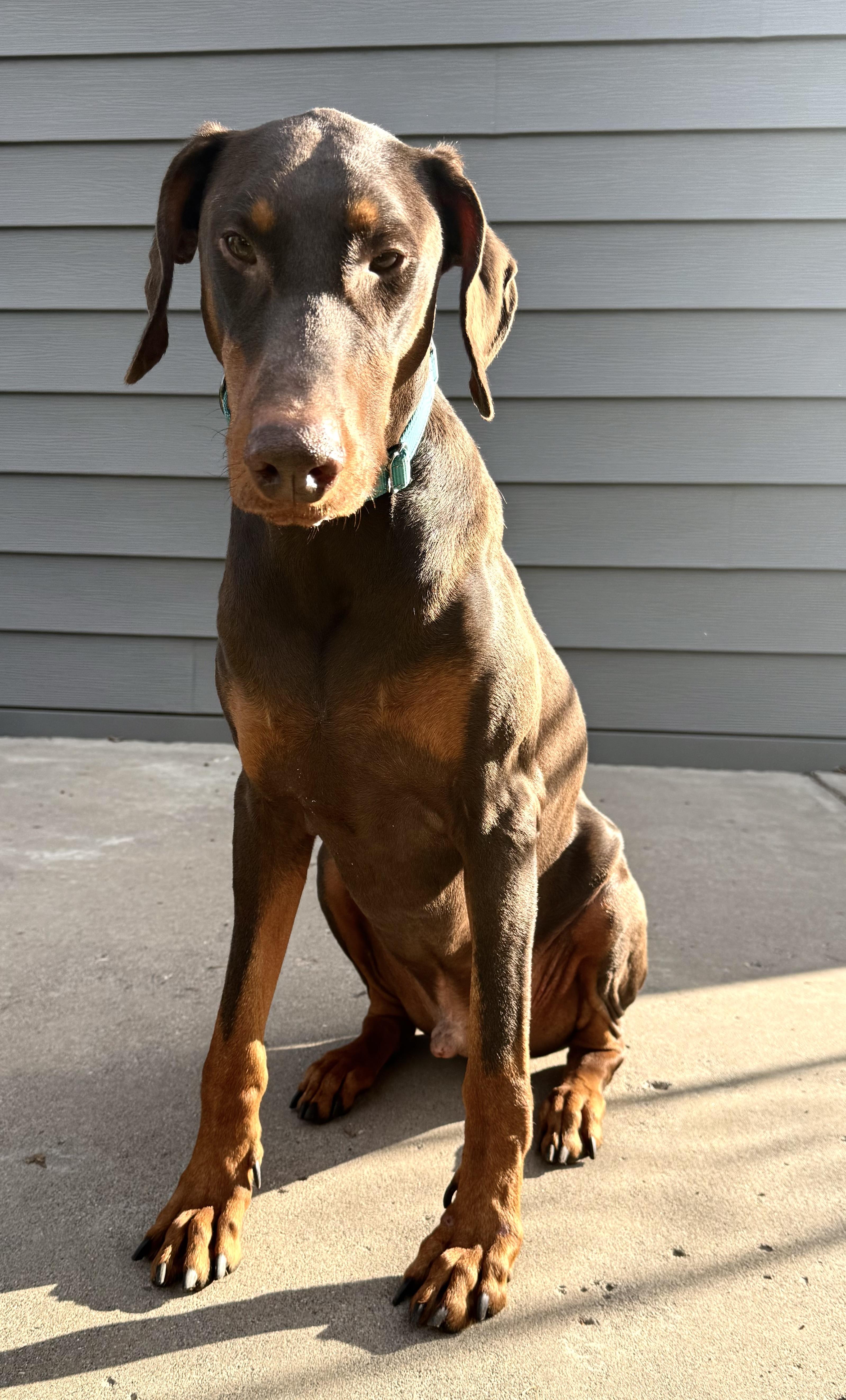 An adult large-sized male Doberman Pinscher dog named Andrew for adoption in St. Paul, MN