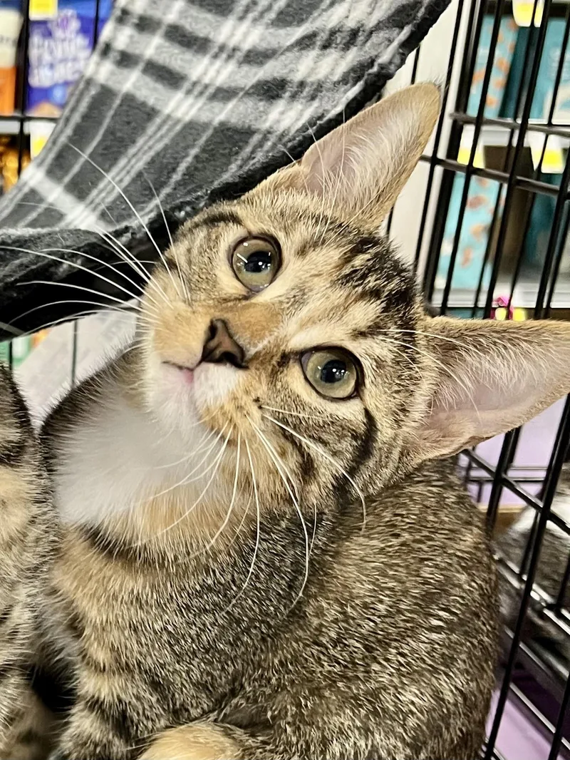 A baby small-sized female Brown / Chocolate Domestic Short Hair cat named Serena MCB for adoption in Schertz, TX