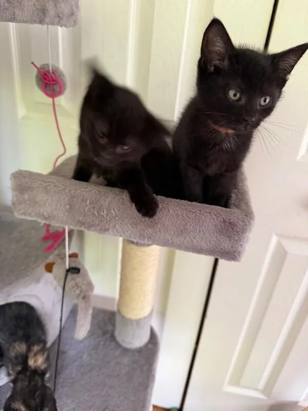 A baby medium-sized male Black Domestic Short Hair cat named Ron Swanson for adoption in Colmar, PA