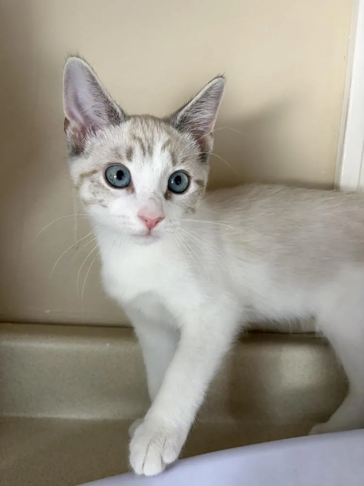 A baby small-sized male White Domestic Short Hair cat named Molly for adoption in Duxbury, MA