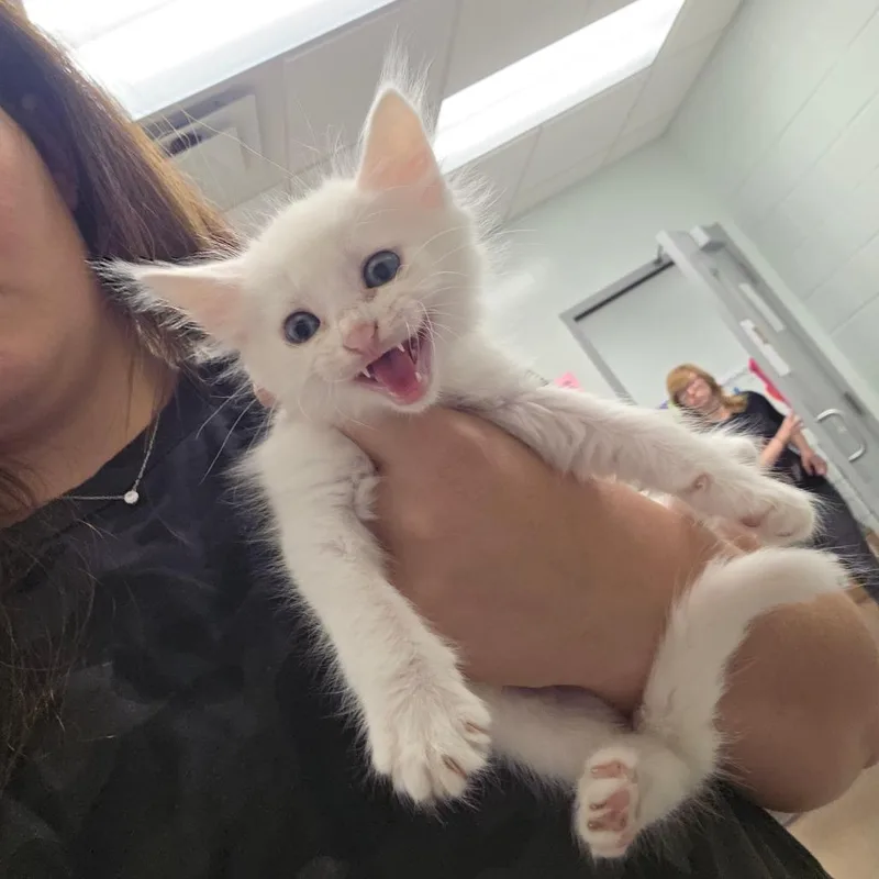A baby small-sized male Domestic Medium Hair cat named Purrcury for adoption in Chattanooga, TN