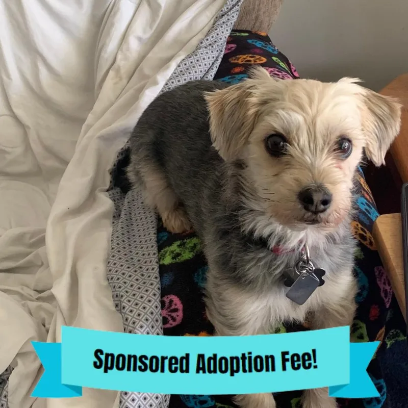 A senior small-sized male Black Mixed Breed dog named Baxter for adoption in Novelty, OH