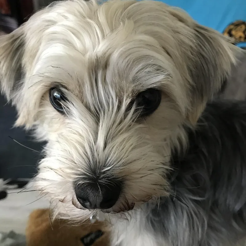 Baxter thumbnail 2
