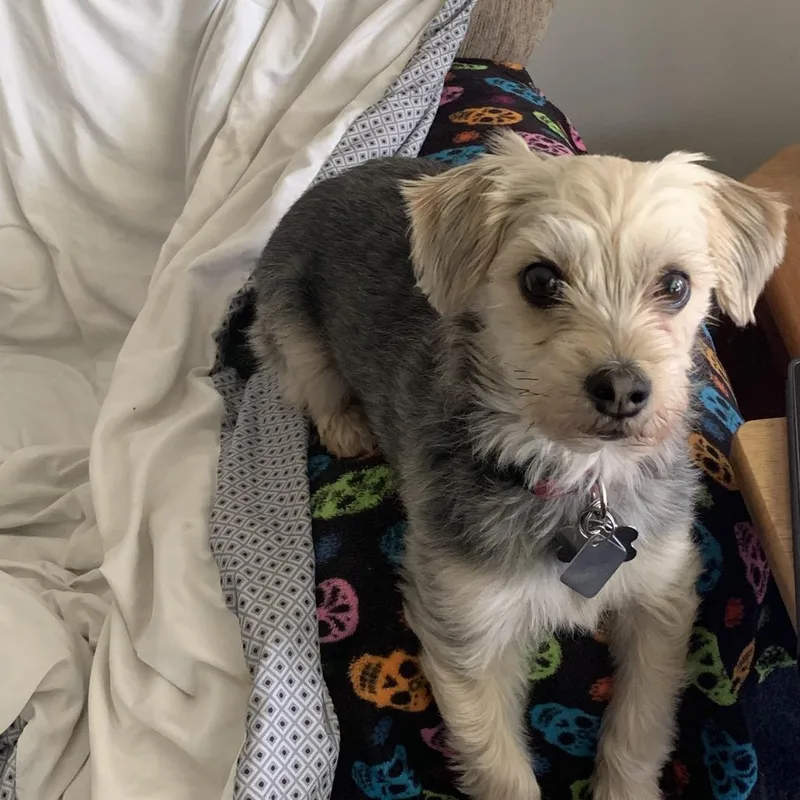 Baxter thumbnail 3
