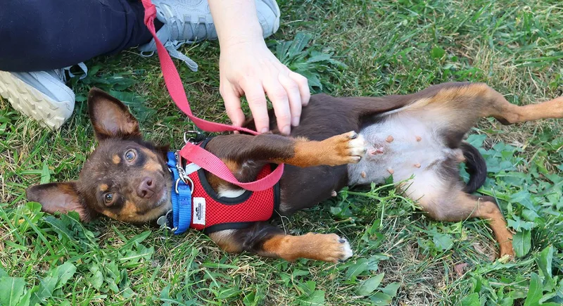 A young small-sized female Brown / Chocolate Chihuahua dog named Rebecca for adoption in Harrison, NY