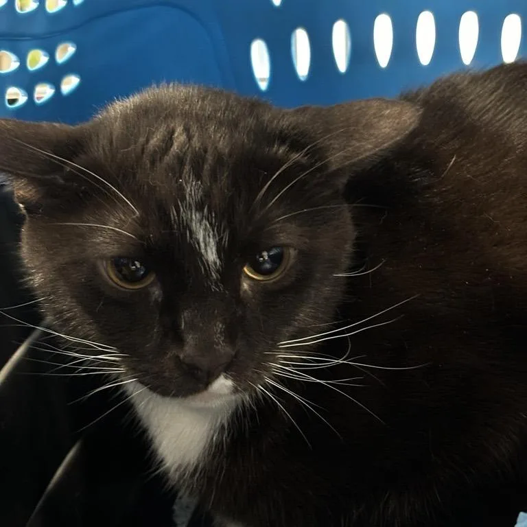 An adult large-sized male Black Domestic Short Hair cat named Smokey for adoption in New York, NY