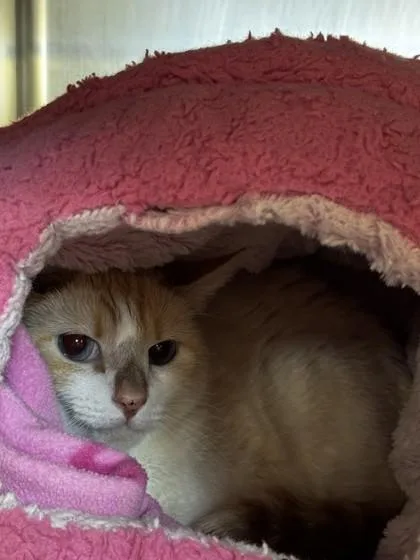 An adult small-sized female Domestic Short Hair cat named Flash for adoption in Roseville, CA