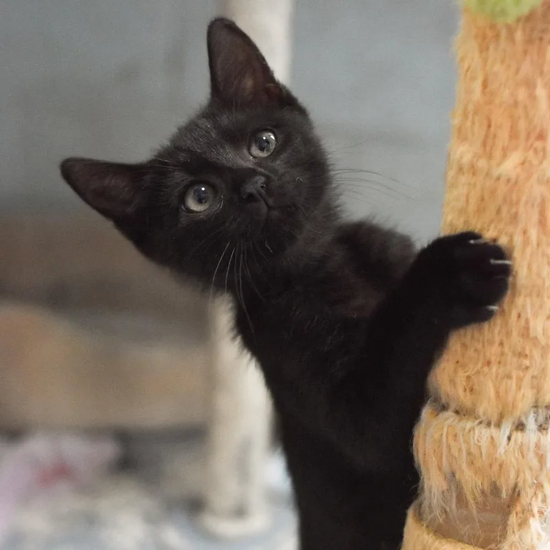 A baby small-sized male Black Domestic Short Hair cat named Chococat for adoption in Kailua Kona, HI