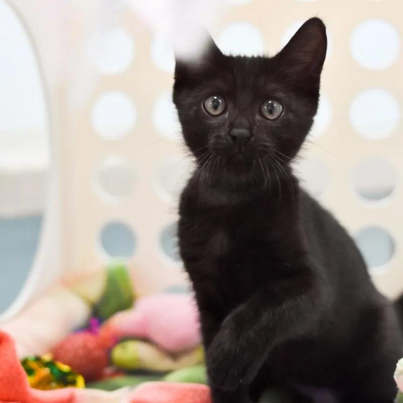 Chococat thumbnail 3