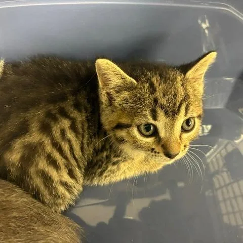 A baby small-sized female Brown / Chocolate Domestic Short Hair cat named Calliope for adoption in Los Angeles, CA