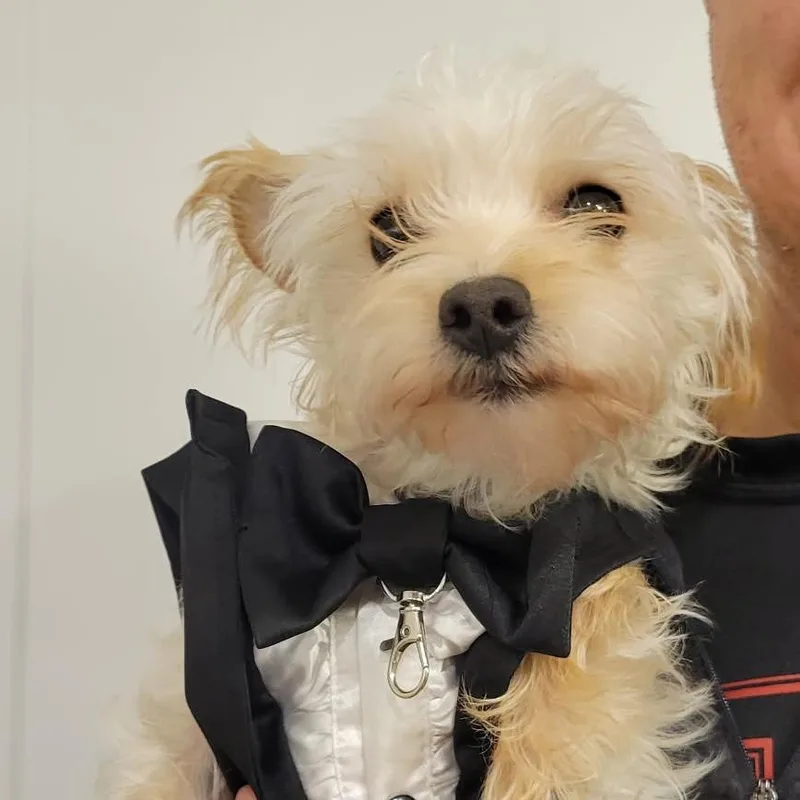 A senior small-sized male White / Cream Yorkshire Terrier dog named Emory for adoption in Rossville, GA
