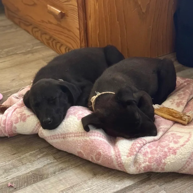 A baby small-sized female Black Mixed Breed dog named Nerf for adoption in Buffalo, MN