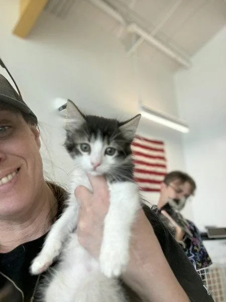A baby small-sized female Black & White / Tuxedo Domestic Medium Hair cat named Jazzy for adoption in Sebec, ME