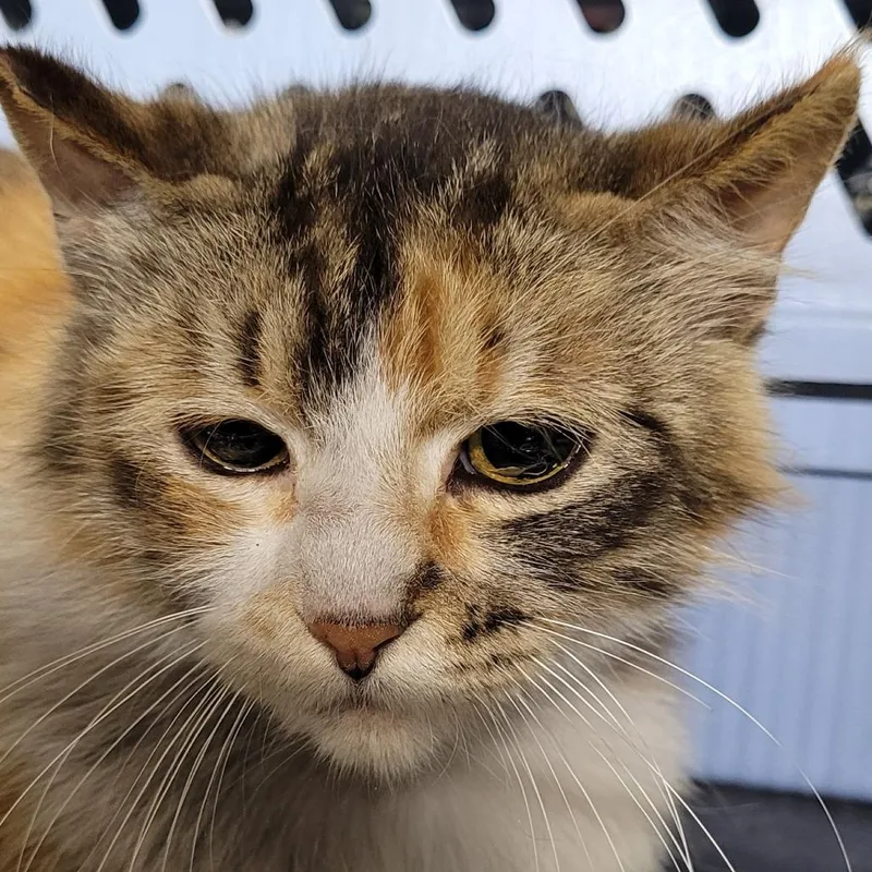 An adult medium-sized female Calico Domestic Medium Hair cat named Eloise for adoption in Coos Bay, OR