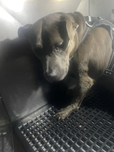 An adult large-sized female Pit Bull Terrier dog named Kali for adoption in Dallas, TX