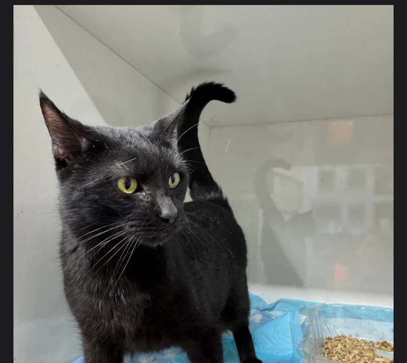 An adult large-sized female Black Domestic Short Hair cat named Bestette for adoption in Evans City, PA