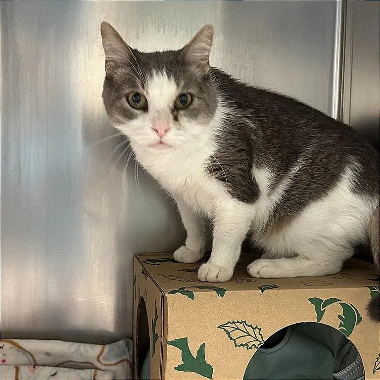 A senior large-sized male Gray / Blue / Silver Domestic Short Hair cat named Chino for adoption in Saint Louis, MO