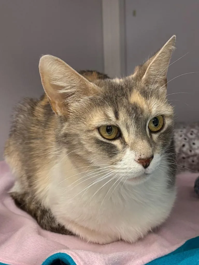 A young medium-sized female Domestic Short Hair cat named Angelfish for adoption in Peoria, AZ