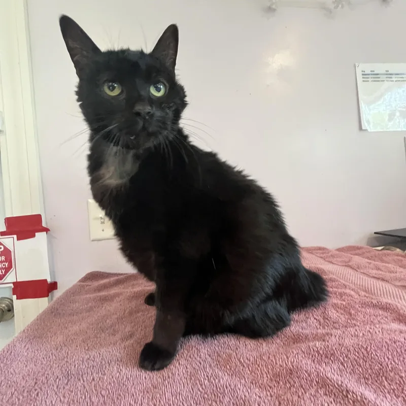 An adult large-sized male Black Manx cat named Bear for adoption in Salisbury, MA
