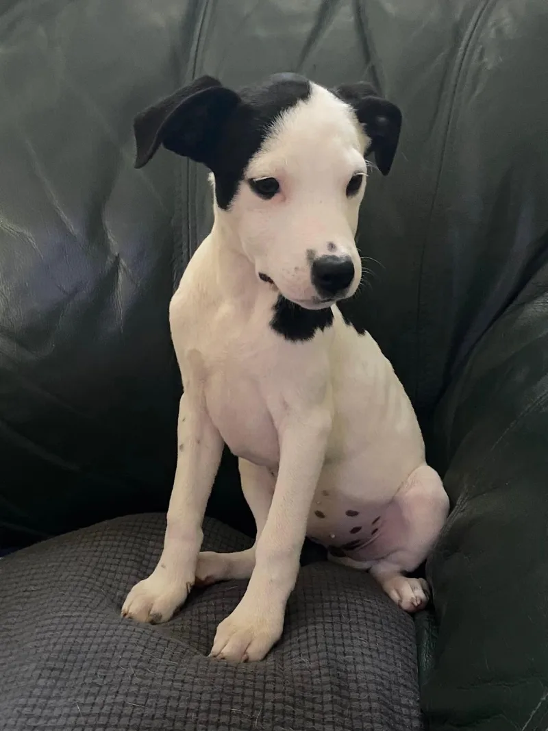 A baby medium-sized female Mixed Breed dog named Rosalie for adoption in Calhoun, GA
