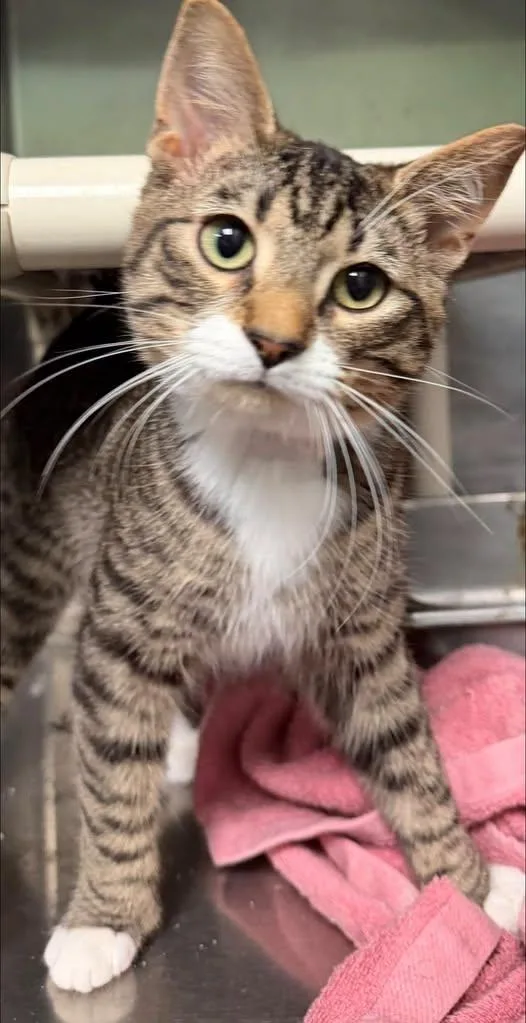 An adult medium-sized male Tabby (Gray / Blue / Silver) Domestic Short Hair cat named Sage for adoption in Amherst, VA
