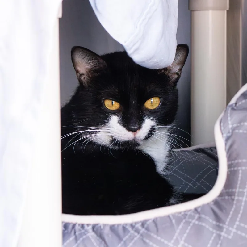 An adult medium-sized male Black Domestic Short Hair cat named Fellah for adoption in Wilmington, DE