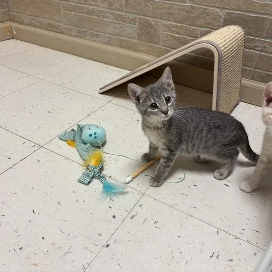 A baby small-sized female Gray / Blue / Silver Domestic Short Hair cat named Chance for adoption in Davenport, IA