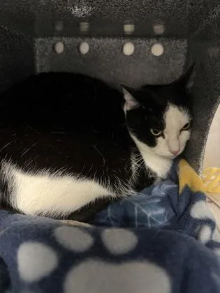 An adult small-sized female Domestic Short Hair cat named Whiskers for adoption in Daytona Beach, FL
