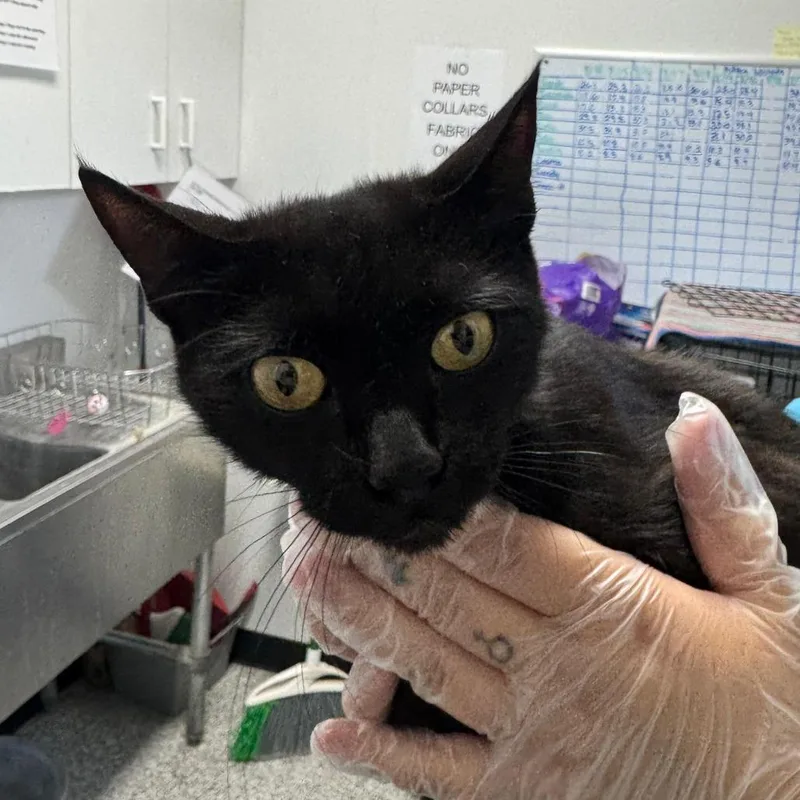 An adult medium-sized female Black Domestic Short Hair cat named Eclipse for adoption in Taos, NM