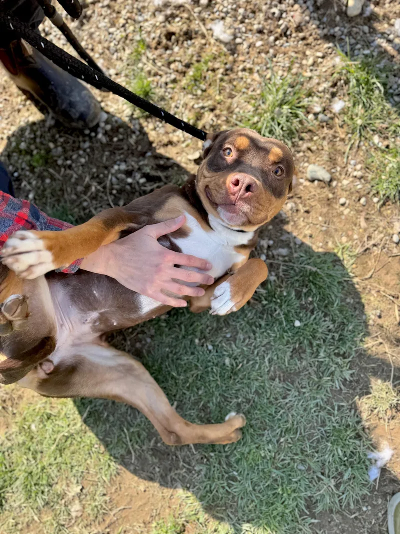 A young medium-sized female Tricolor (Brown, Black, & White) Pit Bull Terrier dog named Teeter for adoption in Benton Harbor, MI
