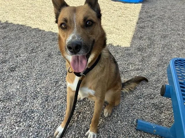 A young medium-sized male Australian Cattle Dog / Blue Heeler dog named Taz for adoption in Mesa, AZ