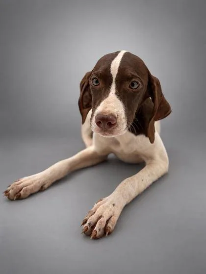 A young medium-sized female Pointer dog named Annie for adoption in Bowling Green, KY