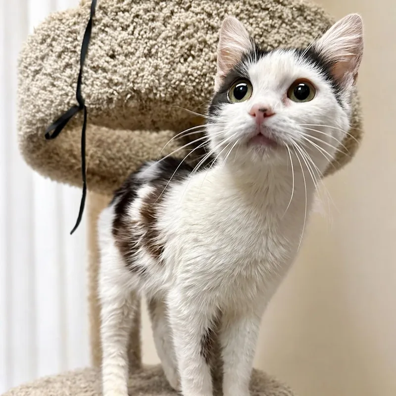 A baby medium-sized female Black & White / Tuxedo Domestic Short Hair cat named Licorice for adoption in Roanoke, VA