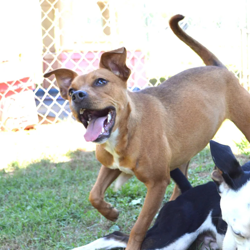 A young medium-sized female Red / Chestnut / Orange Boxer dog named Tani for adoption in Athens, AL