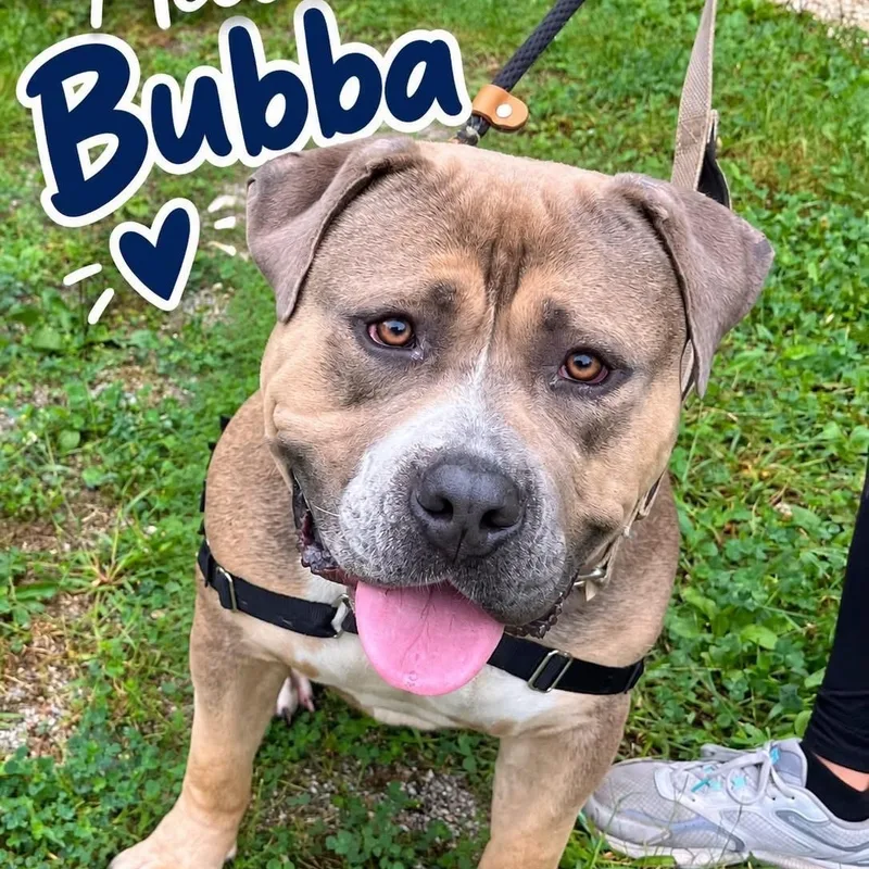 An adult large-sized male American Bully dog named Bubba for adoption in Jackson, NJ