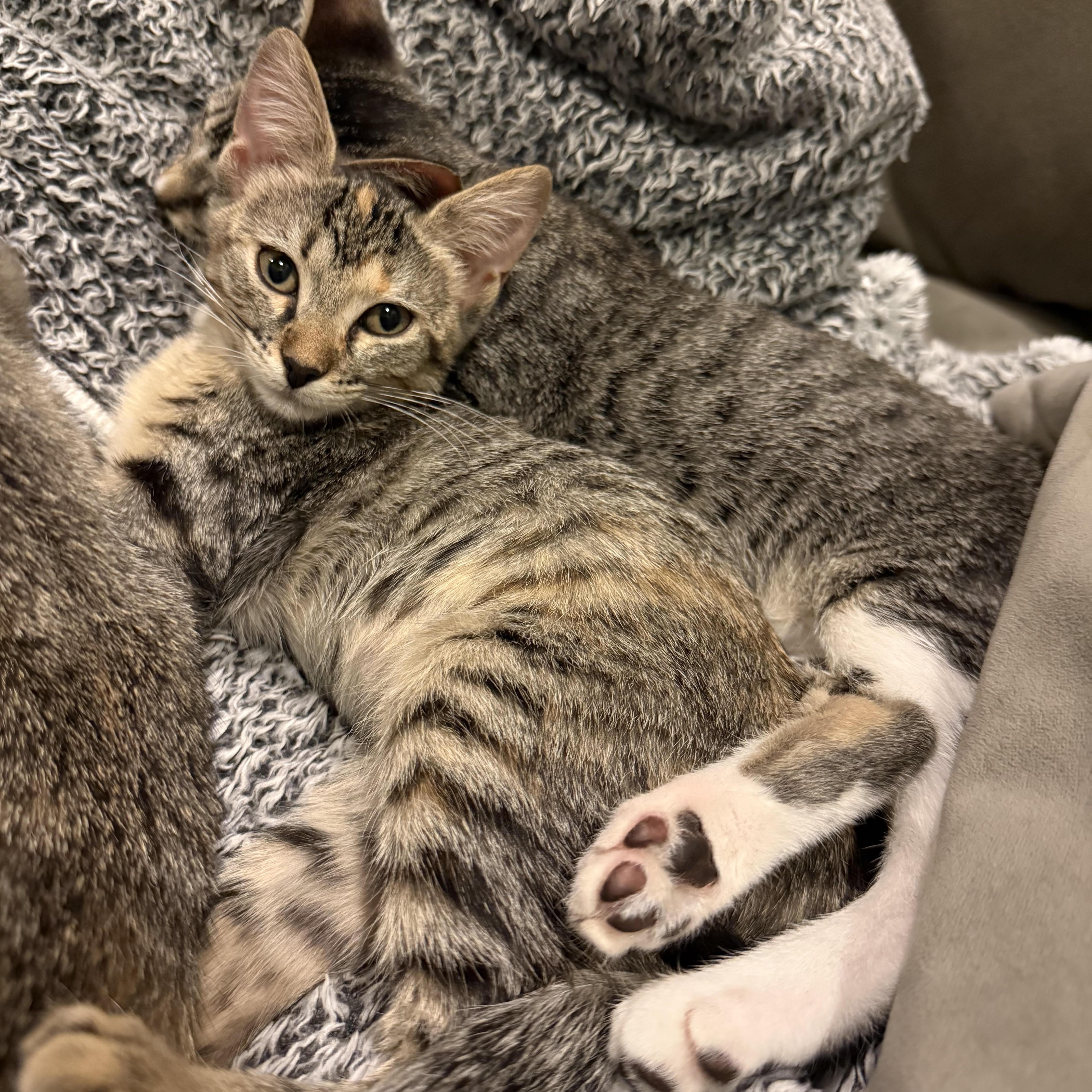 A baby medium-sized female Tabby (Brown / Chocolate) Domestic Short Hair cat named Piper for adoption in Houston, TX