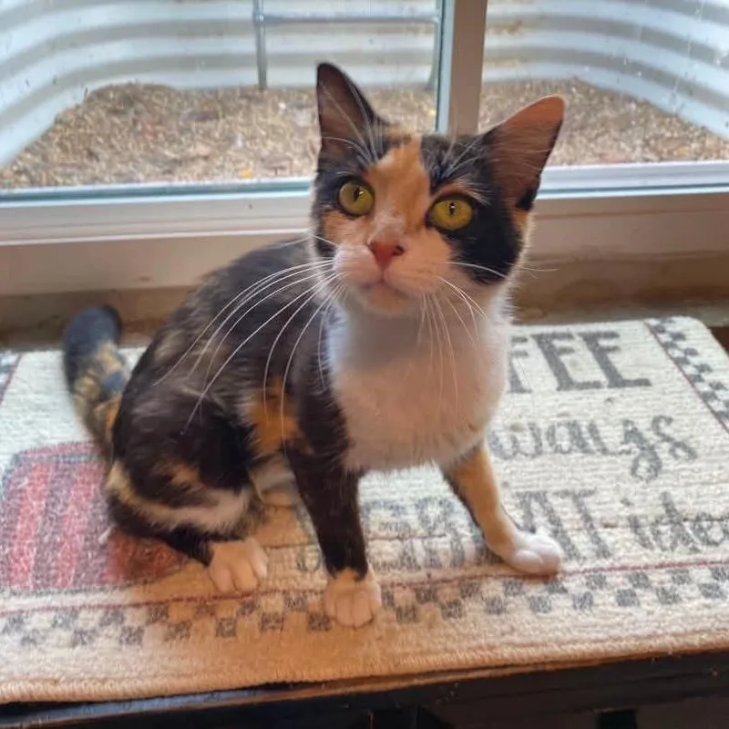 A young medium-sized female Calico Domestic Short Hair cat named Courtney for adoption in Chillicothe, IL