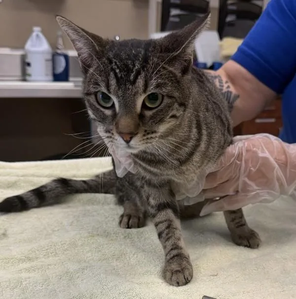 A young medium-sized female Domestic Short Hair cat named Tinkerbell for adoption in Dublin, CA