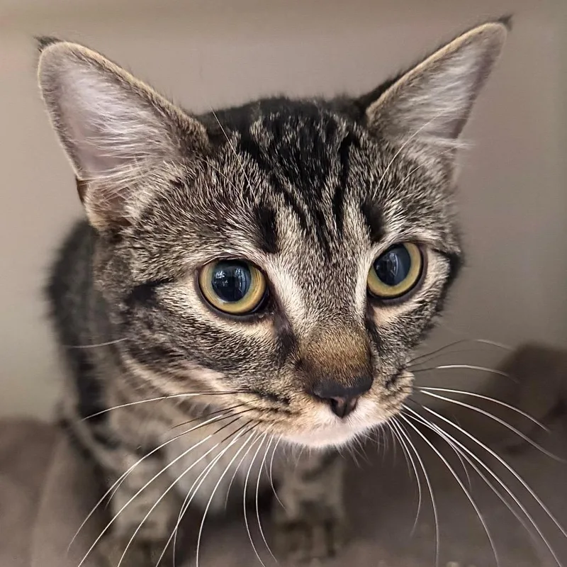 A young medium-sized female Brown / Chocolate Domestic Short Hair cat named Concrete for adoption in Salisbury, MA