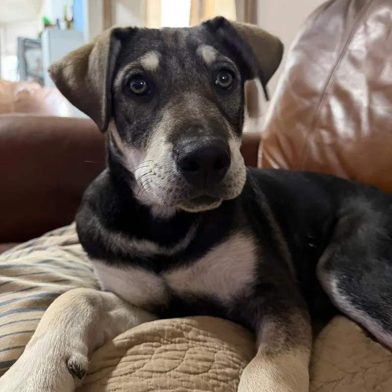A baby medium-sized male Yellow / Tan / Blond / Fawn Shepherd dog named Roscoe for adoption in Enid, OK