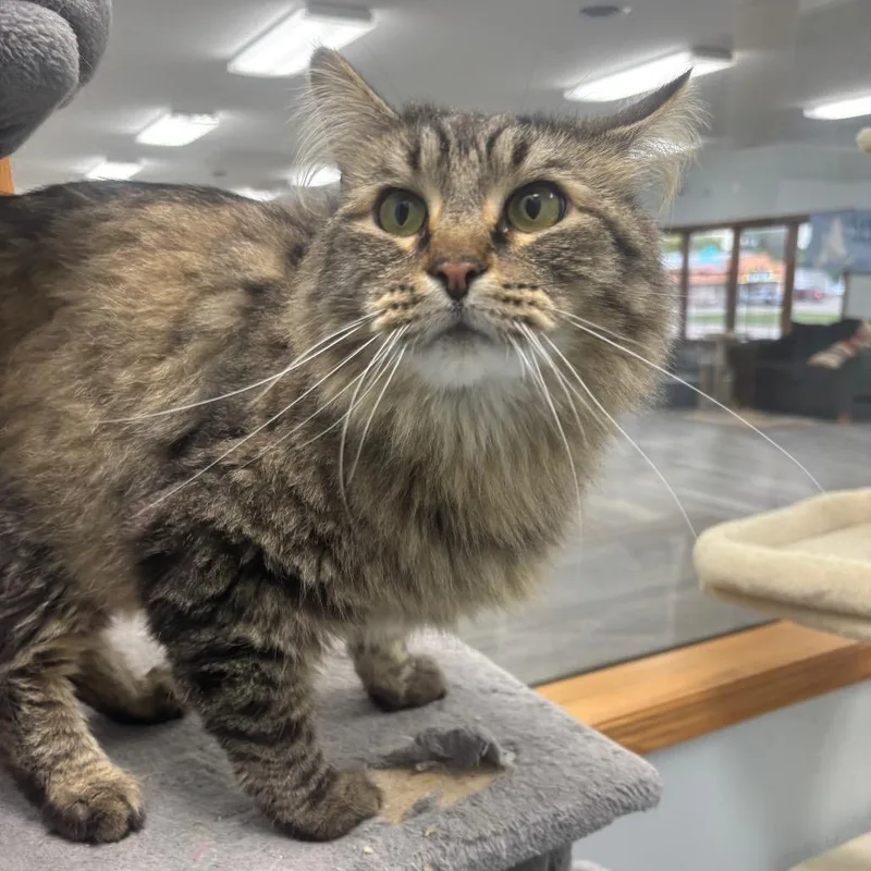 An adult large-sized male Domestic Long Hair cat named Moonlight for adoption in Crookston, MN