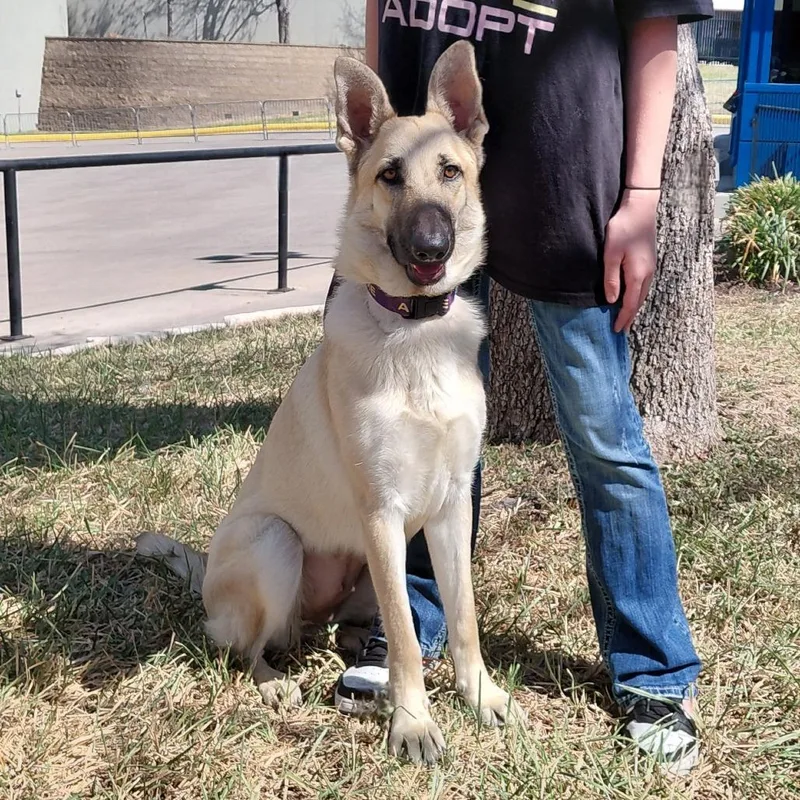 A young large-sized female Yellow / Tan / Blond / Fawn German Shepherd Dog dog named Siren JuM for adoption in Austin, TX